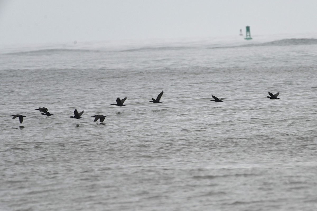 Double-crested Cormorant - ML617672298