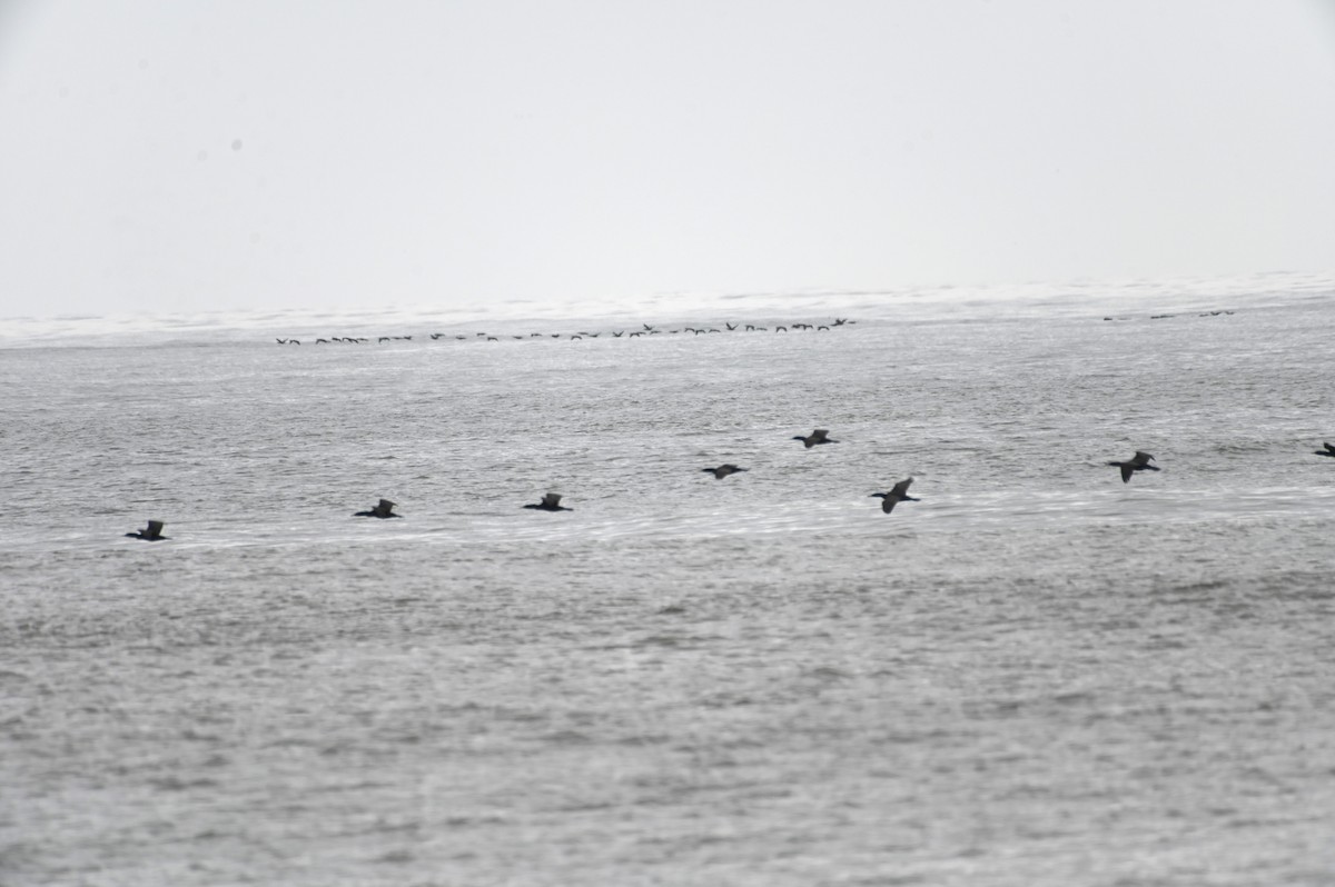 Double-crested Cormorant - ML617672301