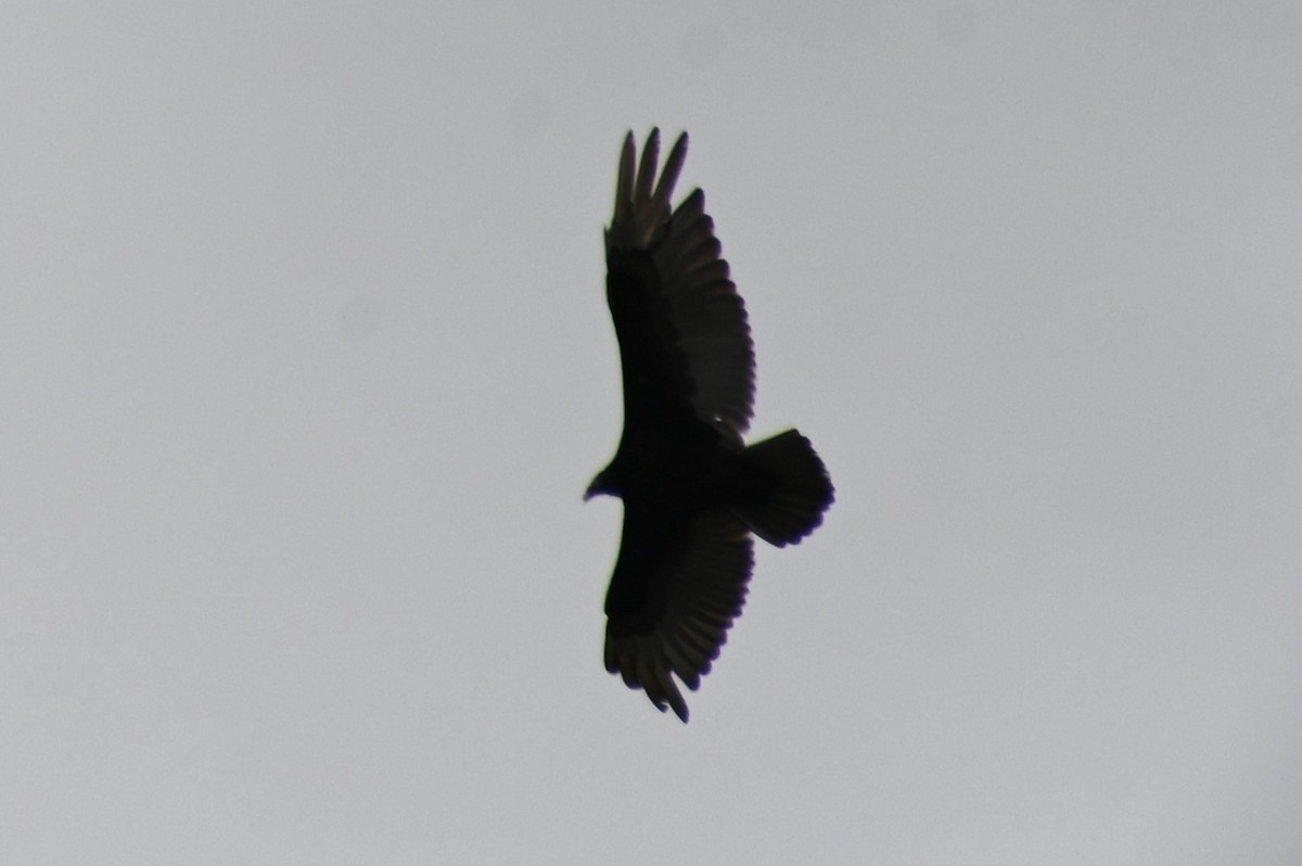 Black Vulture - ML617672312