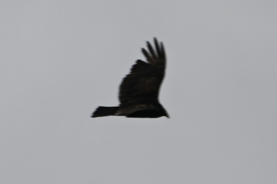 Black Vulture - Gil Aburto-Avila