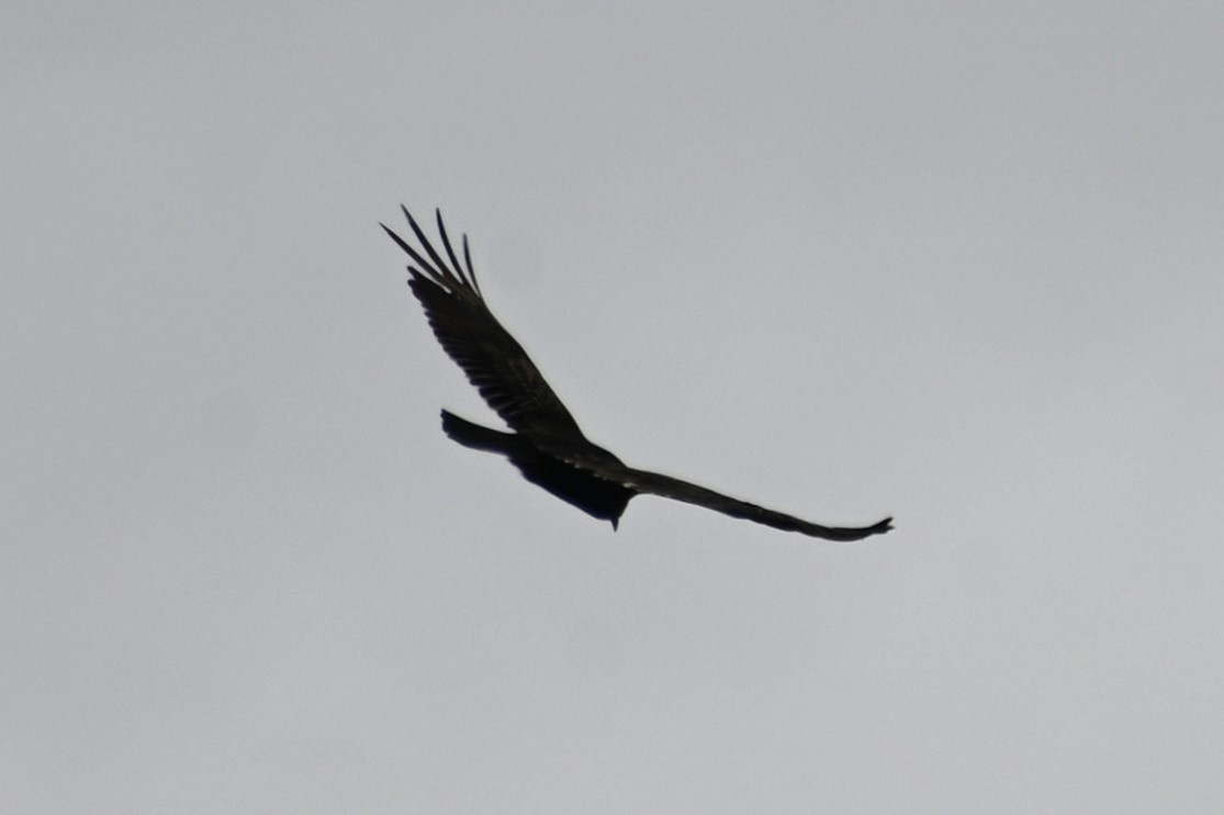 Black Vulture - ML617672315