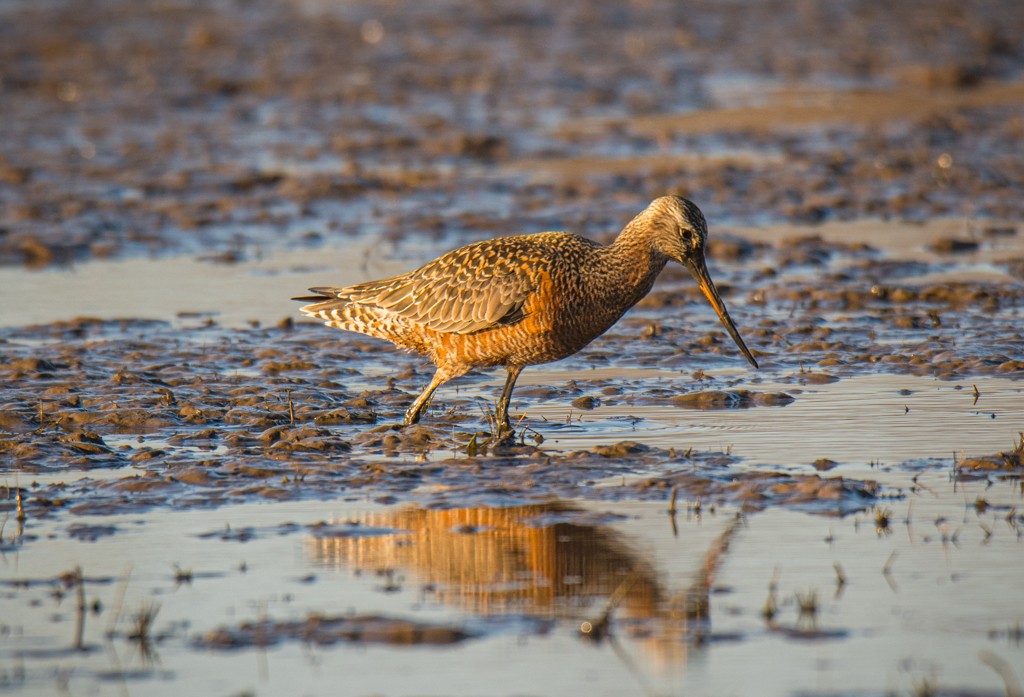 Hudsonian Godwit - Chris Fagyal