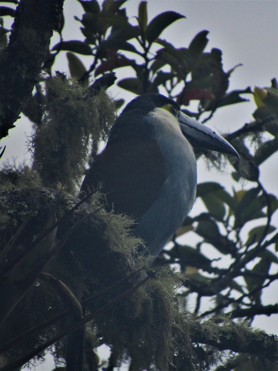 Black-billed Mountain-Toucan - ML617672322