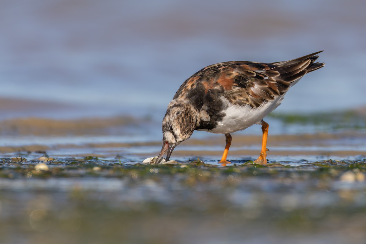 Ruddy Turnstone - ML617672329