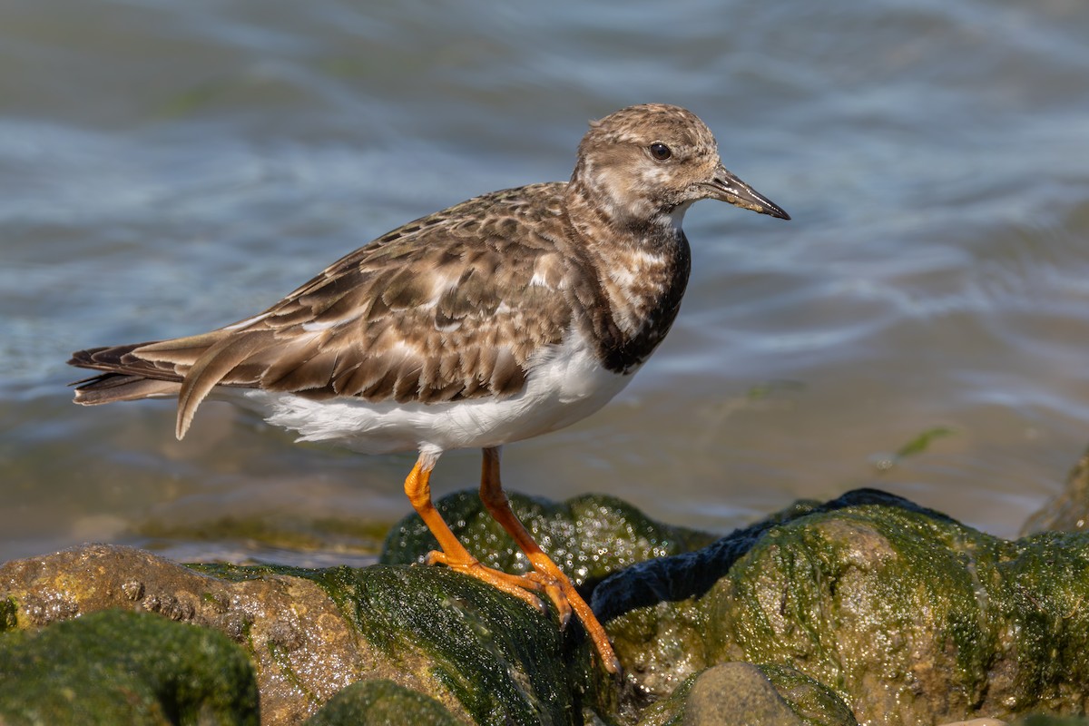 Ruddy Turnstone - Alexis Lours