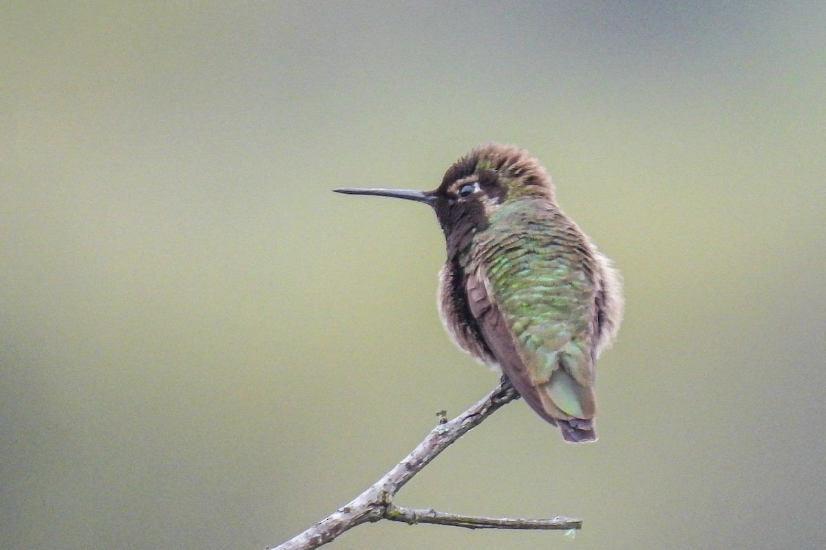 Anna's Hummingbird - ML617672342