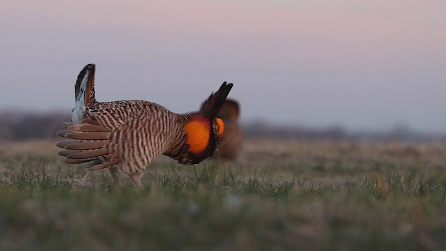 Greater Prairie-Chicken - ML617672355