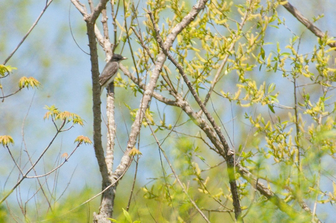 Eastern Kingbird - Rupert Bullard