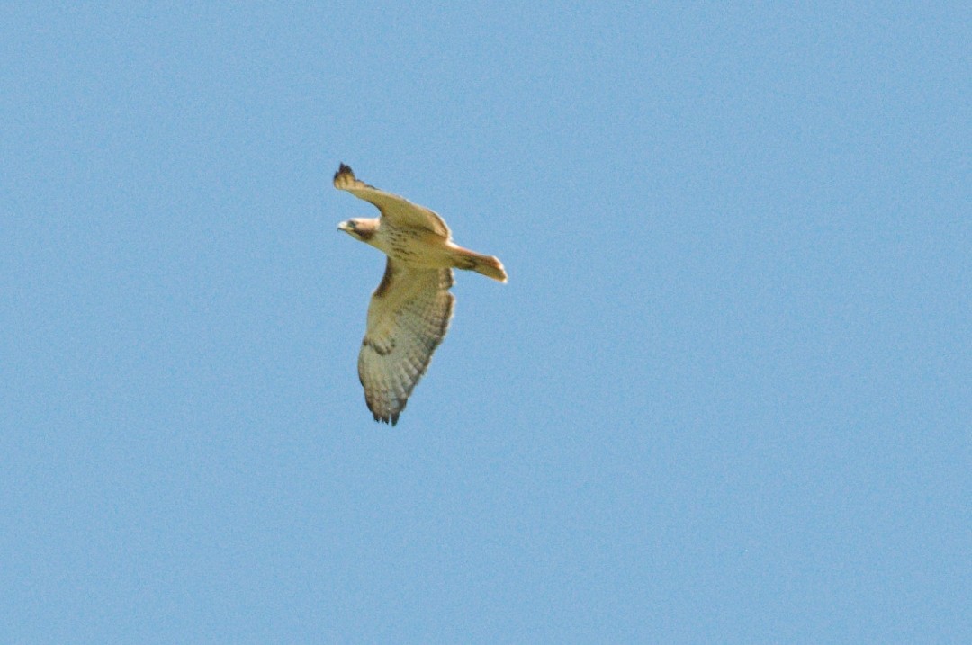 Red-tailed Hawk - ML617672416
