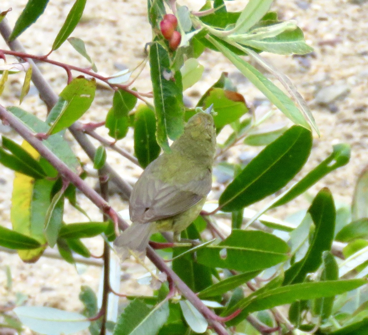 Orange-crowned Warbler - Betty Van Kirk