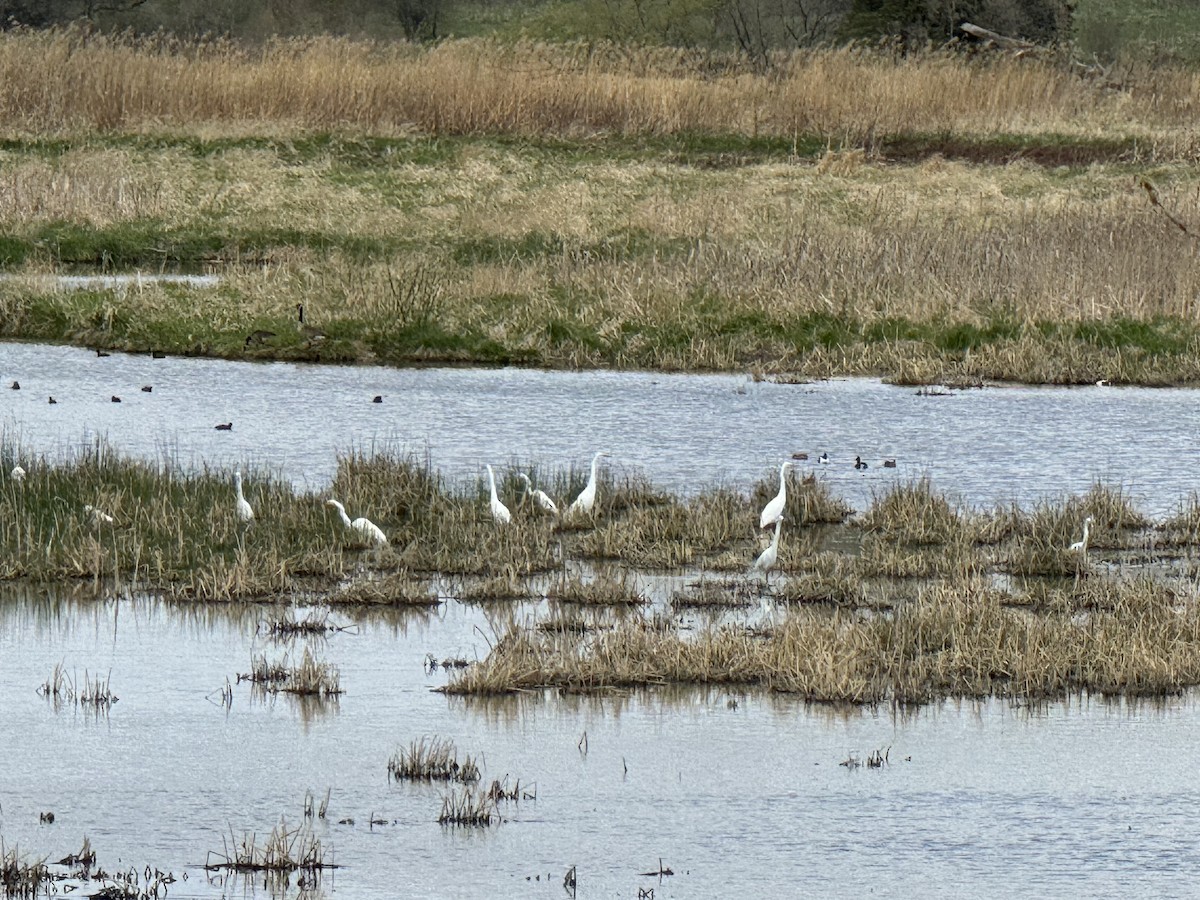 Great Egret - ML617672456