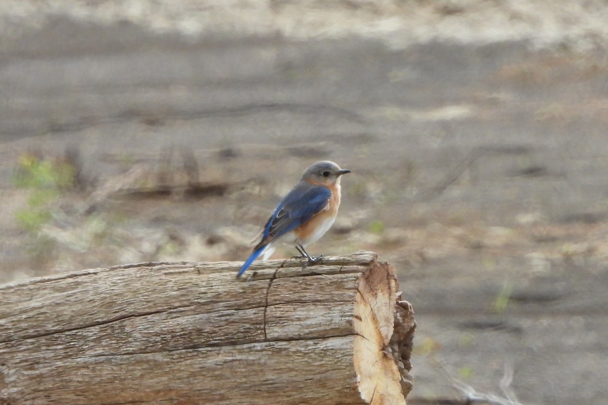 Eastern Bluebird - Betty Lou Peckham