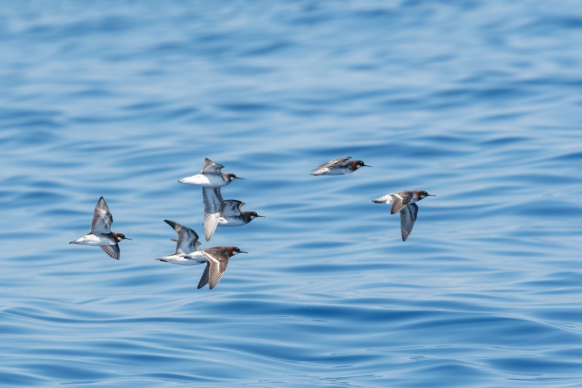 Red-necked Phalarope - Kyle Matera