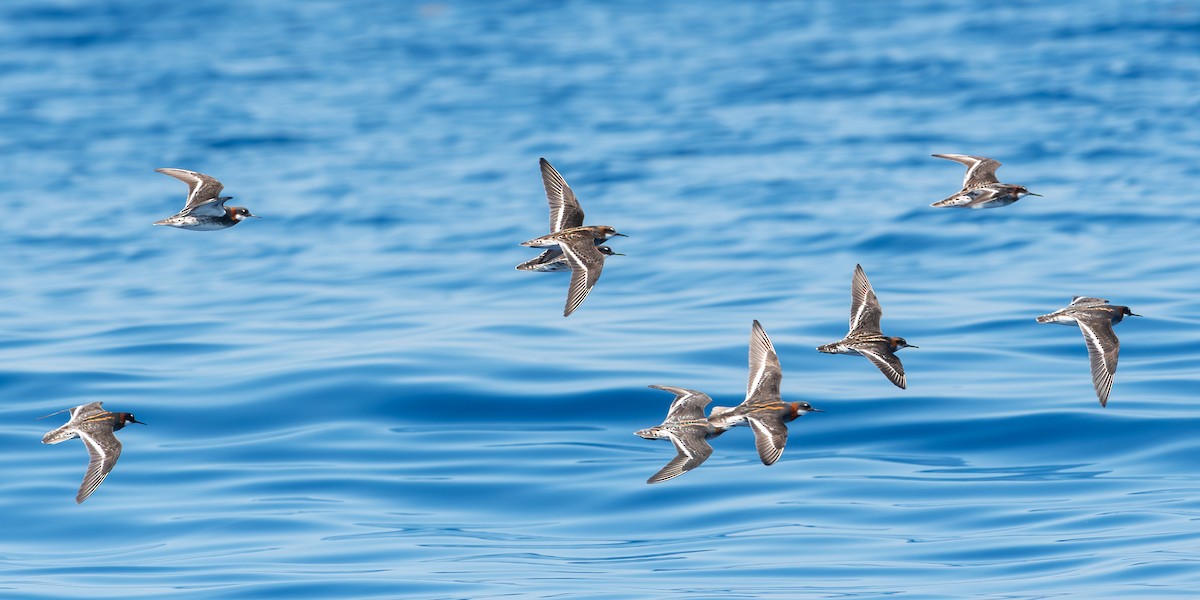 Red-necked Phalarope - Kyle Matera