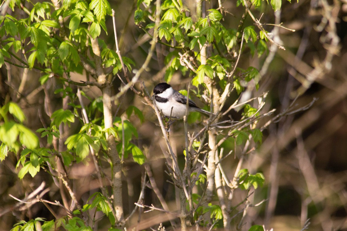 Carolina Chickadee - Landon Belding