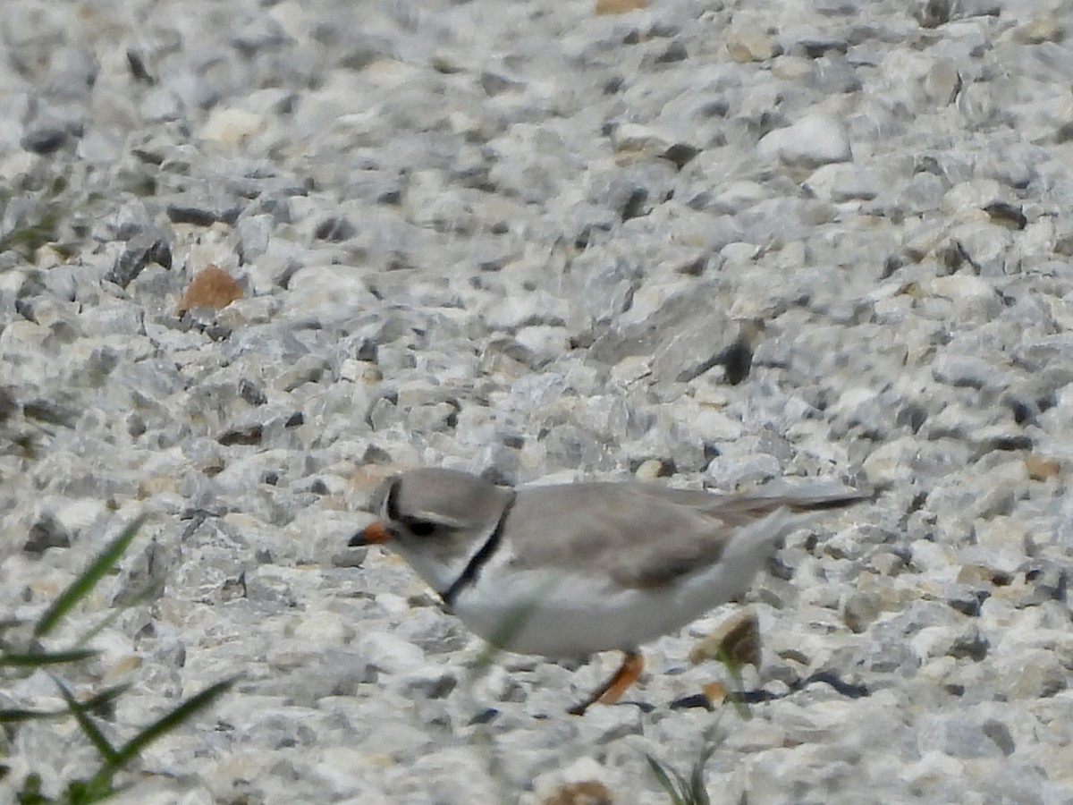 Piping Plover - ML617672515