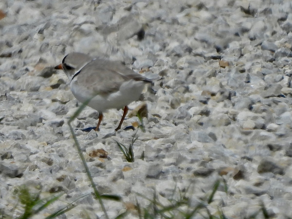 Piping Plover - ML617672517