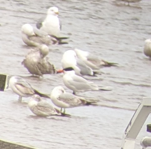 Caspian Tern - ML617672526