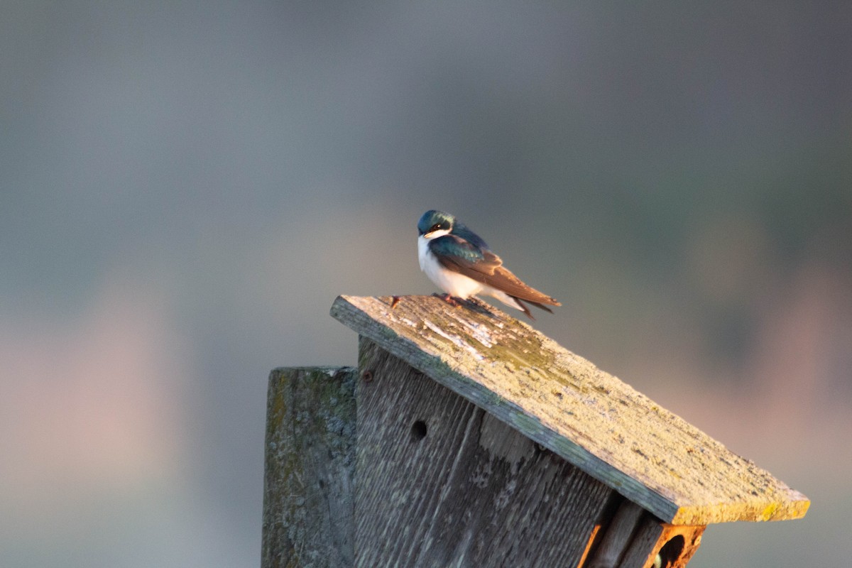 Tree Swallow - Landon Belding