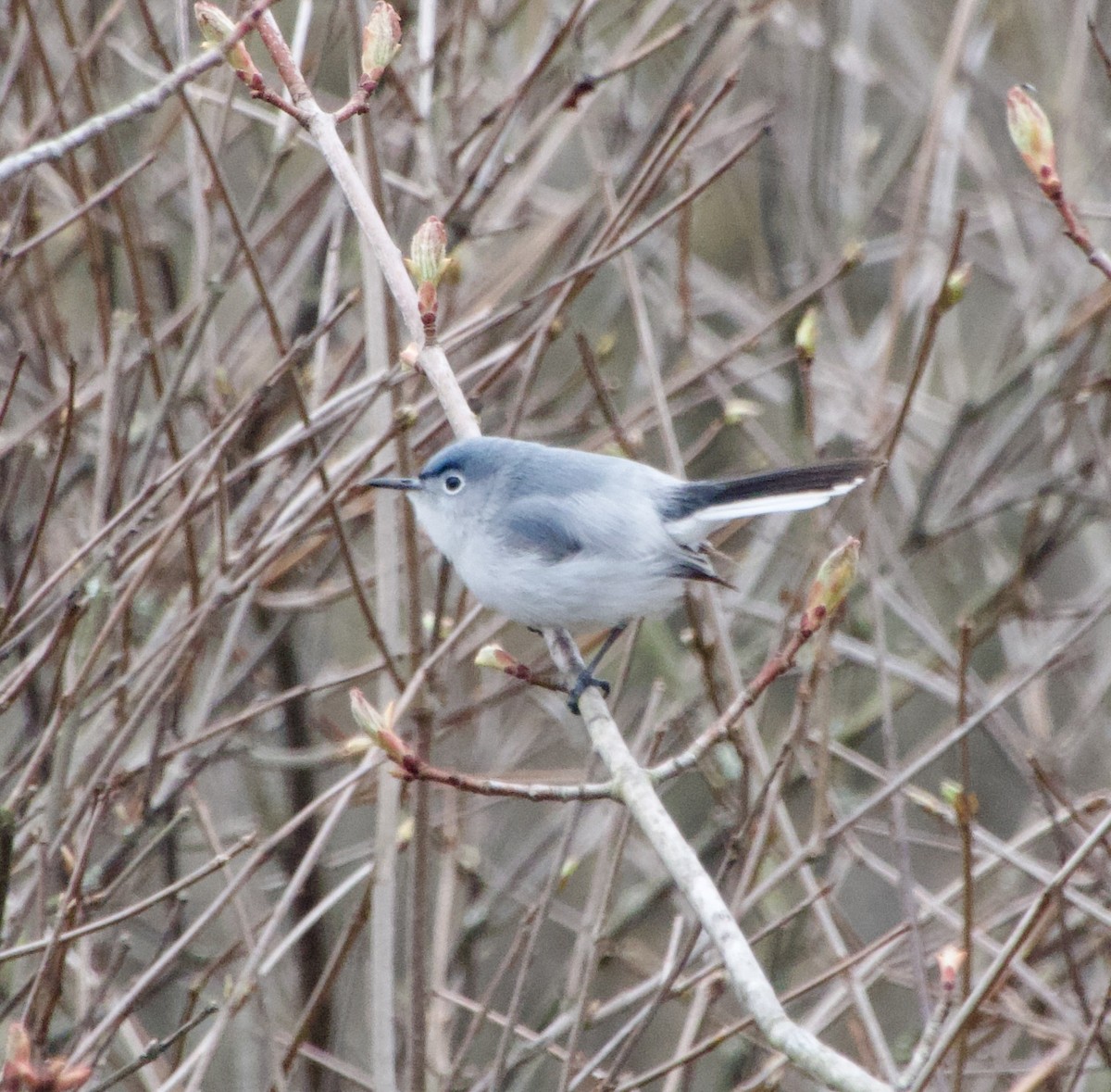 Blue-gray Gnatcatcher - Clem Nilan