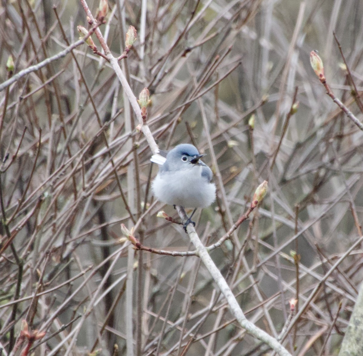 Blue-gray Gnatcatcher - Clem Nilan