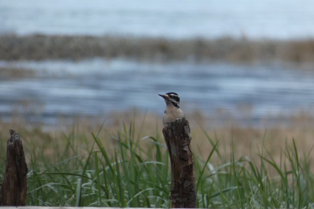 Hairy Woodpecker - Andrew & Karen Westerhof