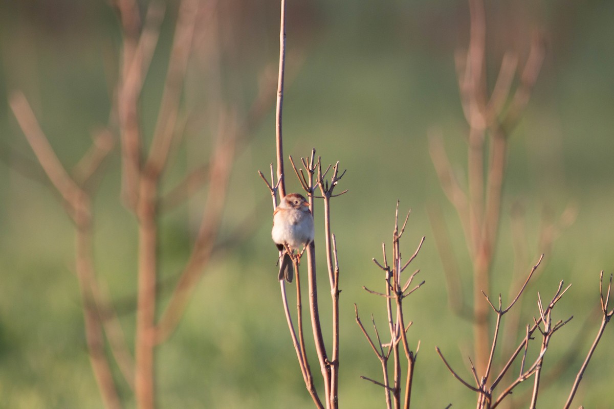 Field Sparrow - Landon Belding