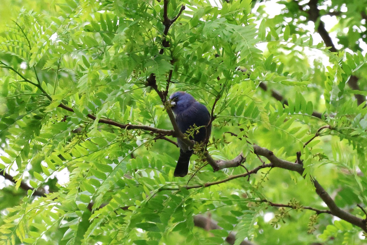 Blue Grosbeak - ML617672550