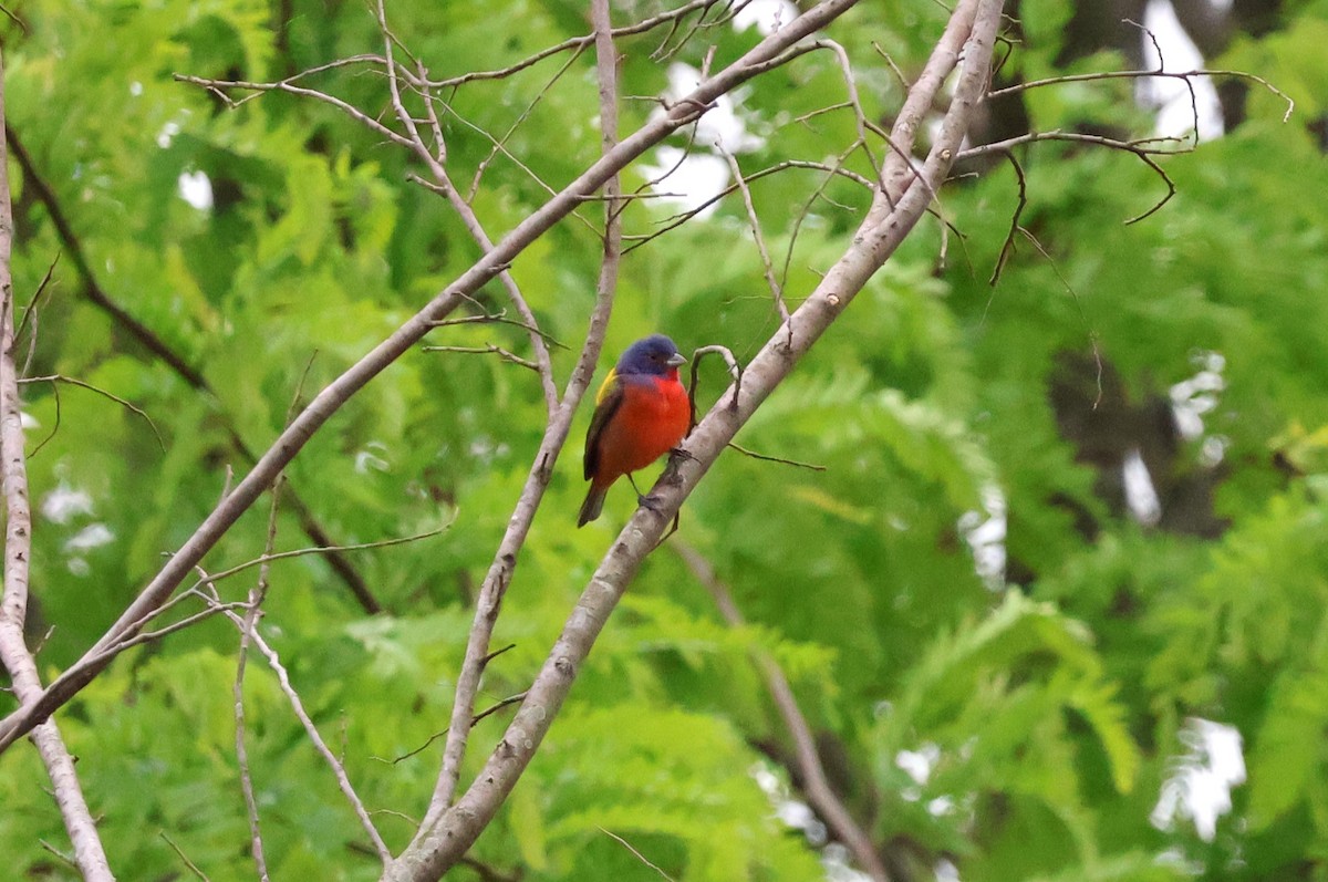 Painted Bunting - ML617672568