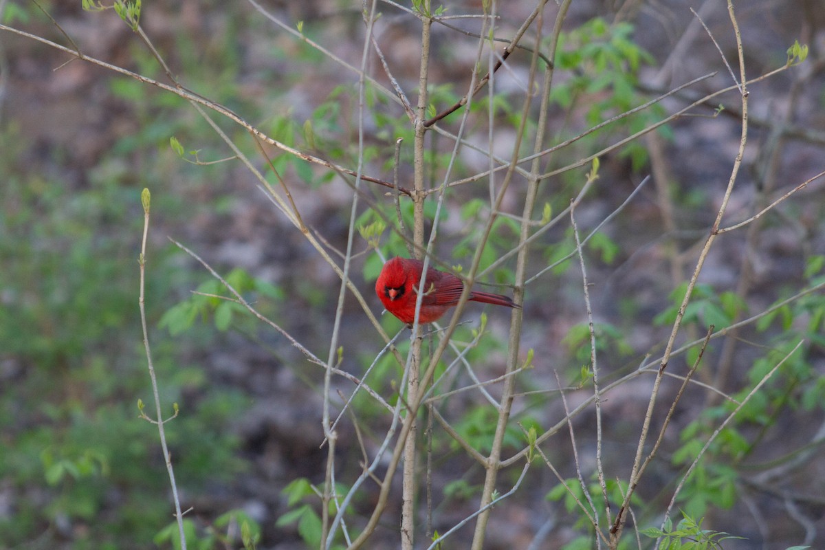 Northern Cardinal - Landon Belding