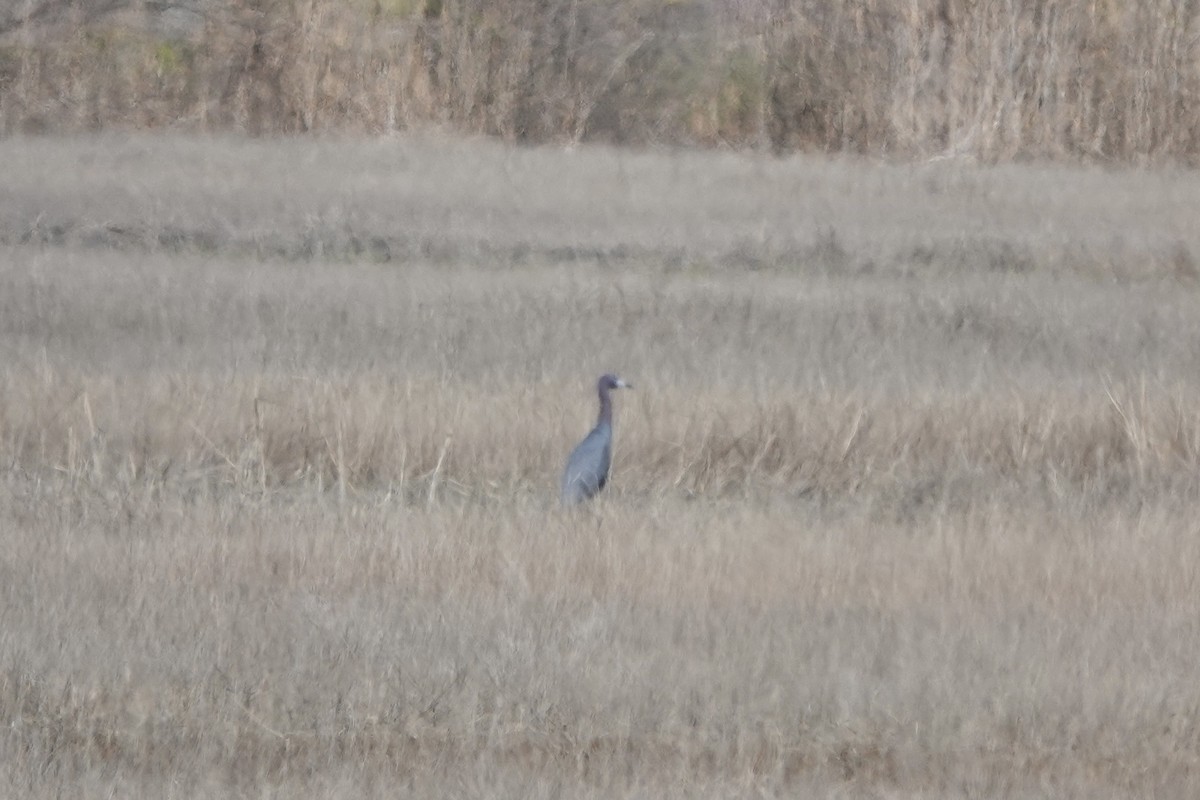 Little Blue Heron - ML617672590