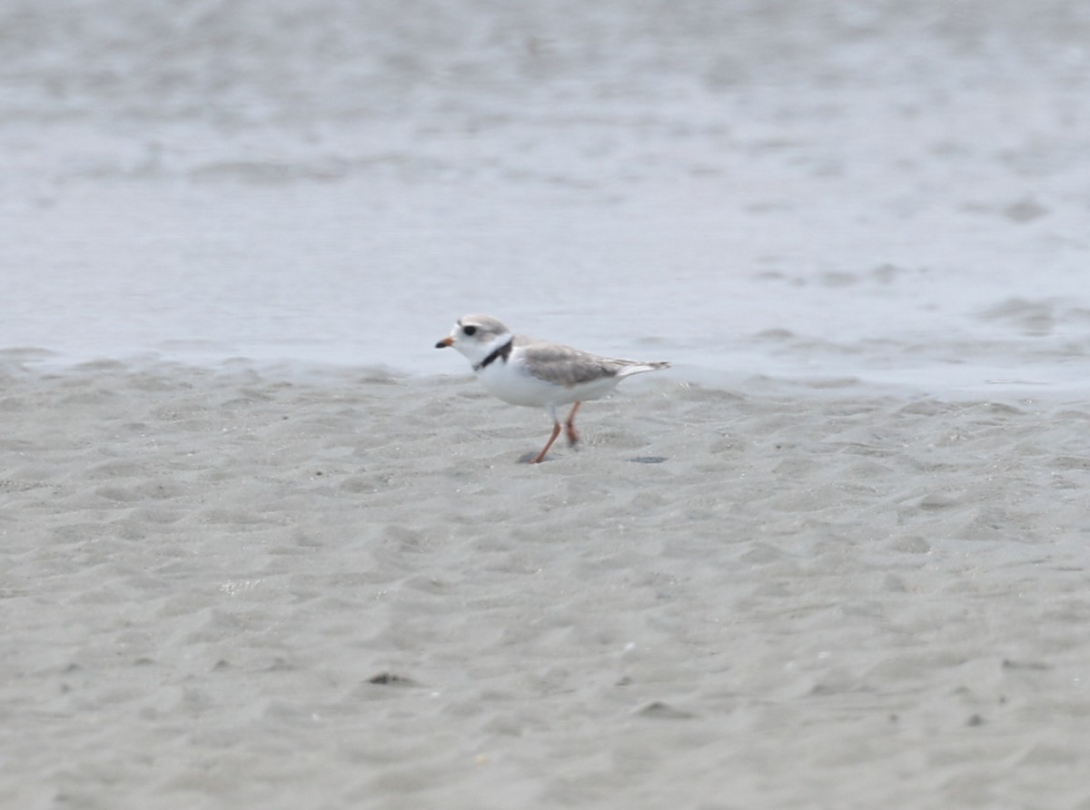 Piping Plover - ML617672594