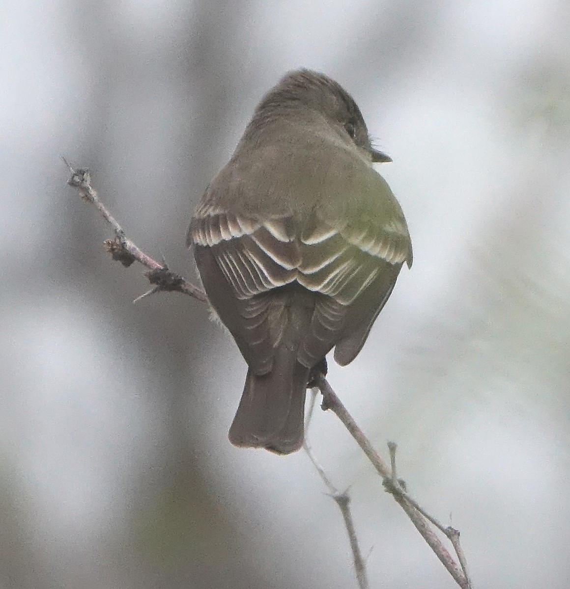 Western Wood-Pewee - ML617672598