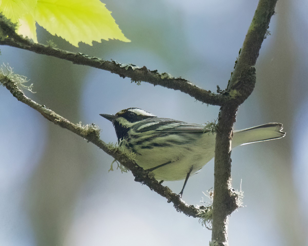 Black-throated Gray Warbler - ML617672601