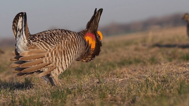 Tétras des prairies - ML617672605