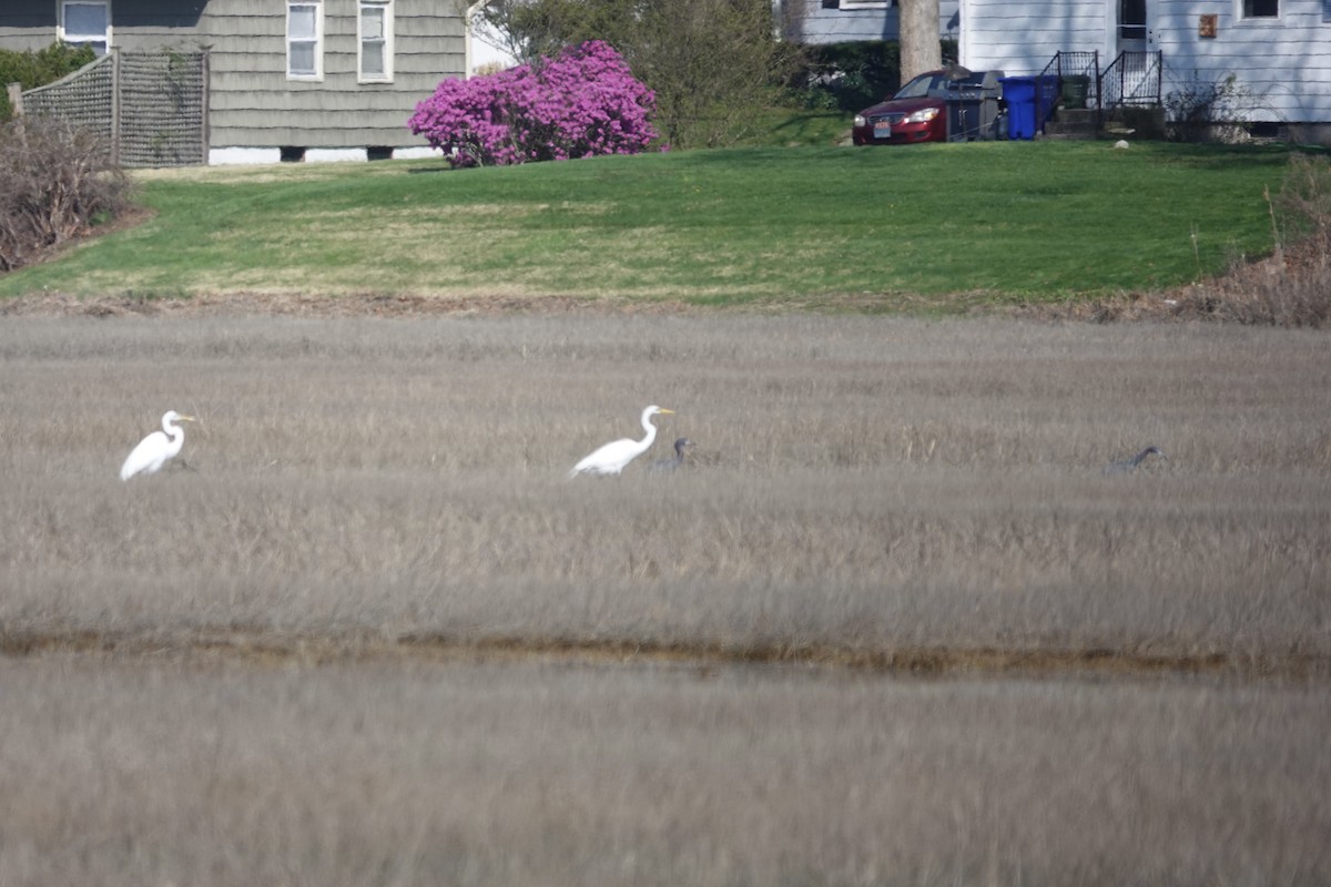 Great Egret - ML617672609