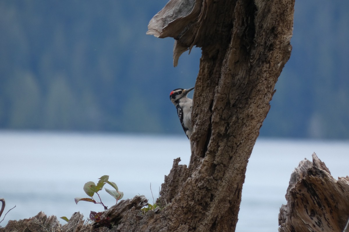 Hairy Woodpecker - Andrew & Karen Westerhof