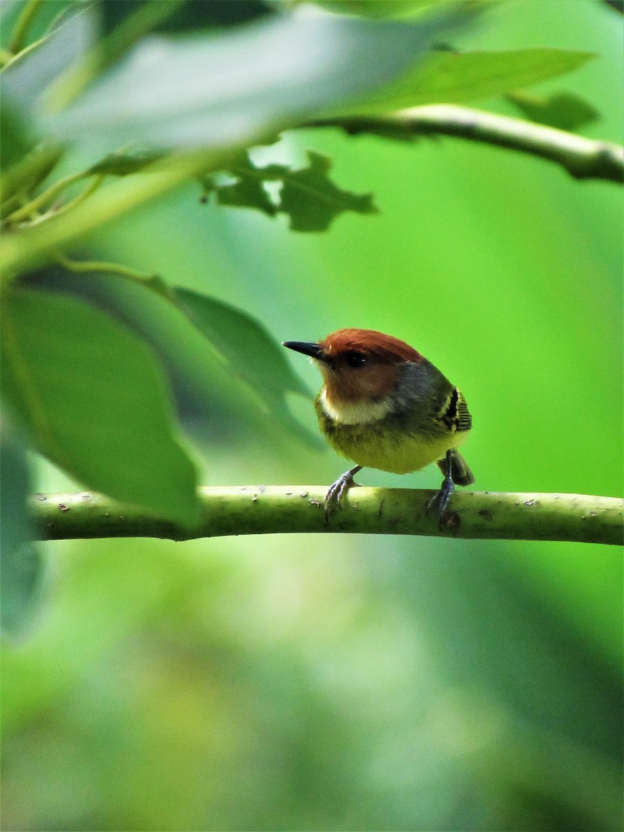 Rufous-crowned Tody-Flycatcher - ML617672620