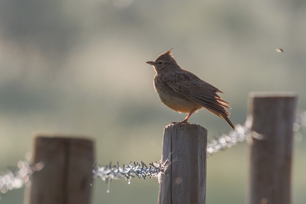 Thekla's Lark - Antonio Xeira