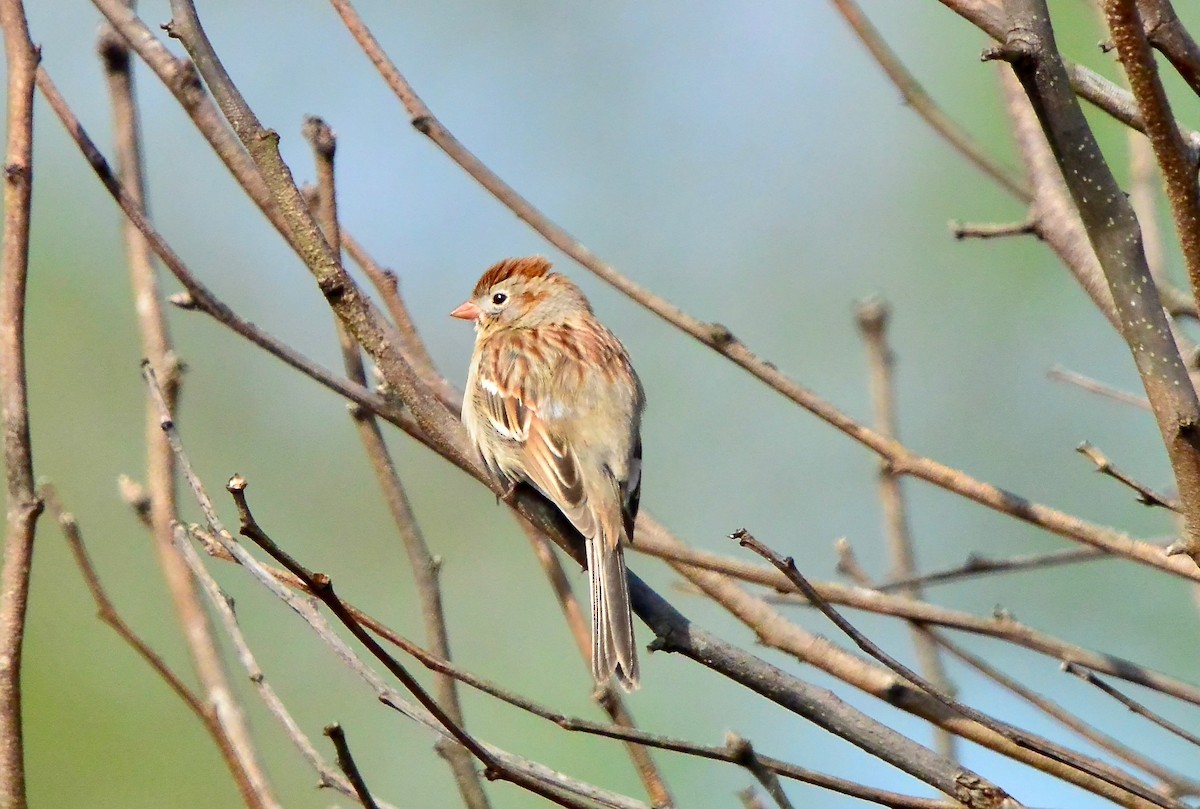 Field Sparrow - ML617672700