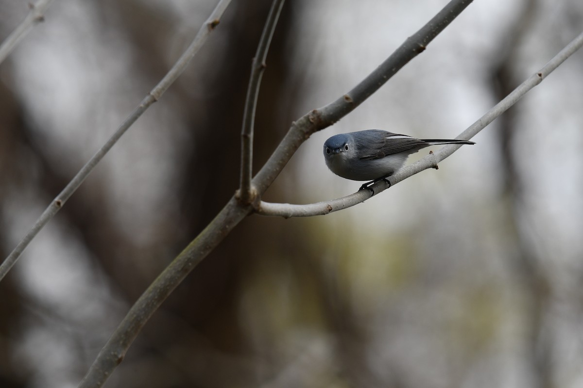 Blue-gray Gnatcatcher - Feipeng Huang