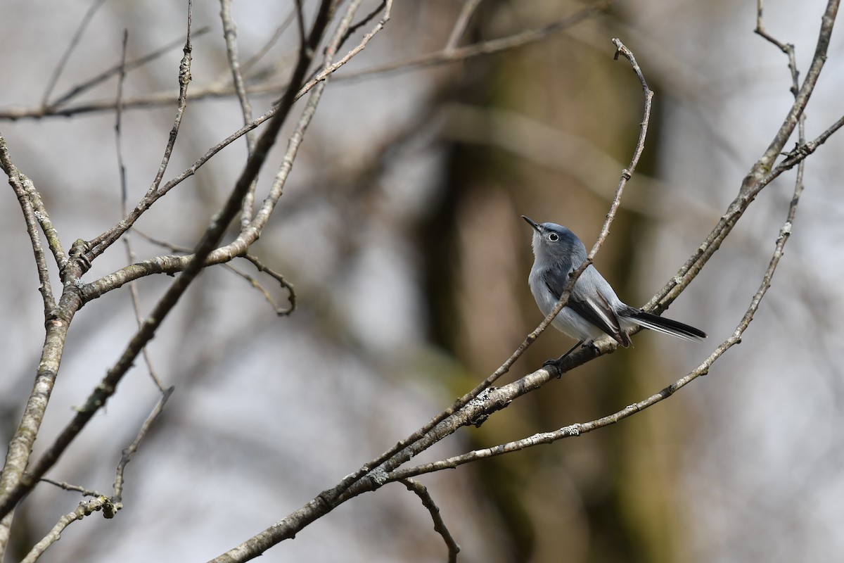 Blue-gray Gnatcatcher - Feipeng Huang