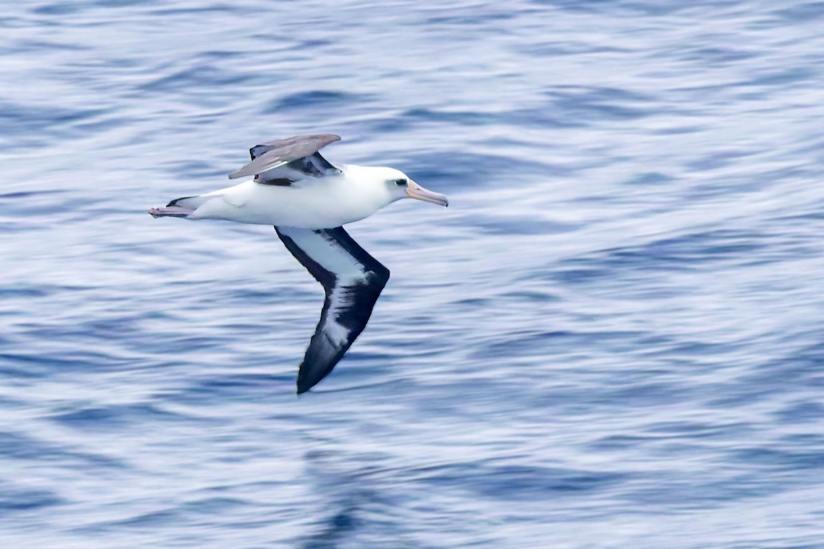 Laysan Albatross - ML617672718