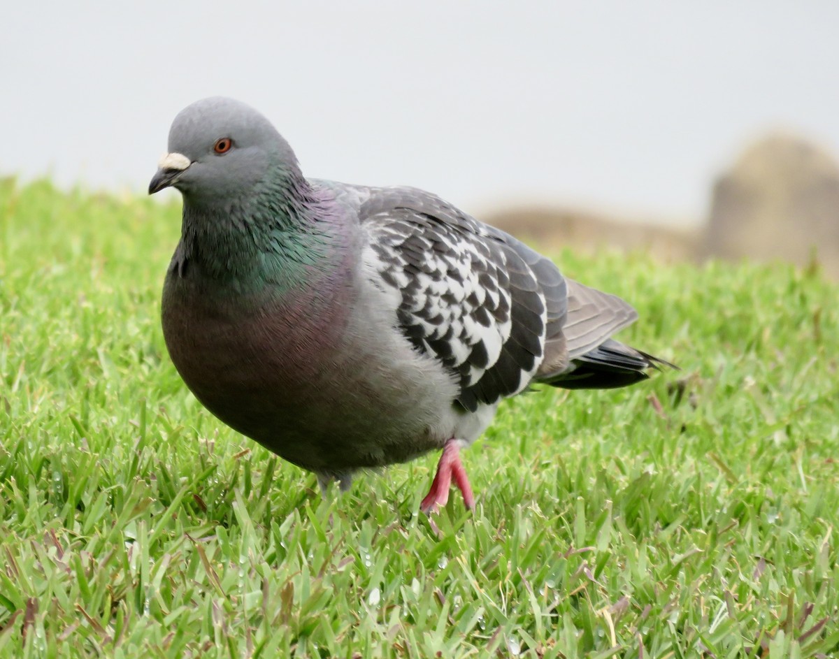 Rock Pigeon (Feral Pigeon) - ML617672761