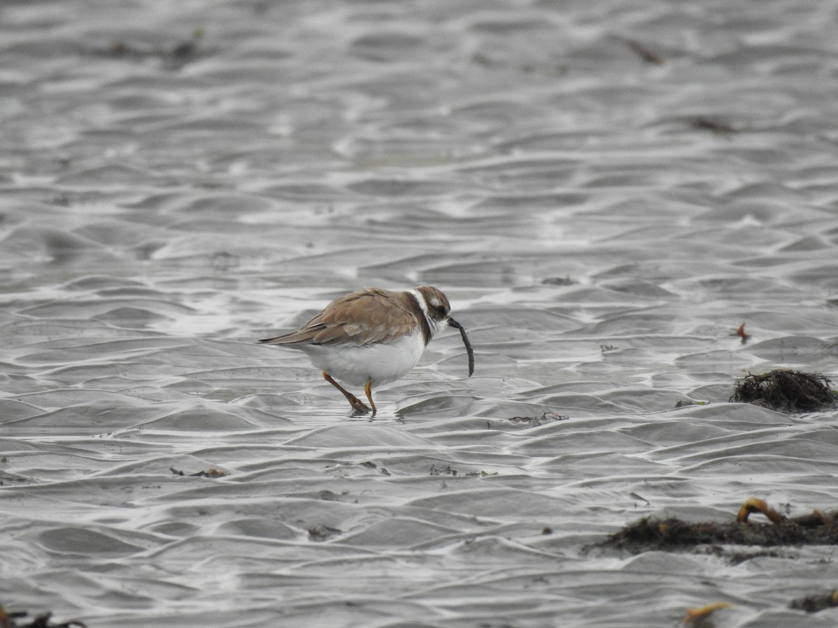 Semipalmated Plover - ML617672763