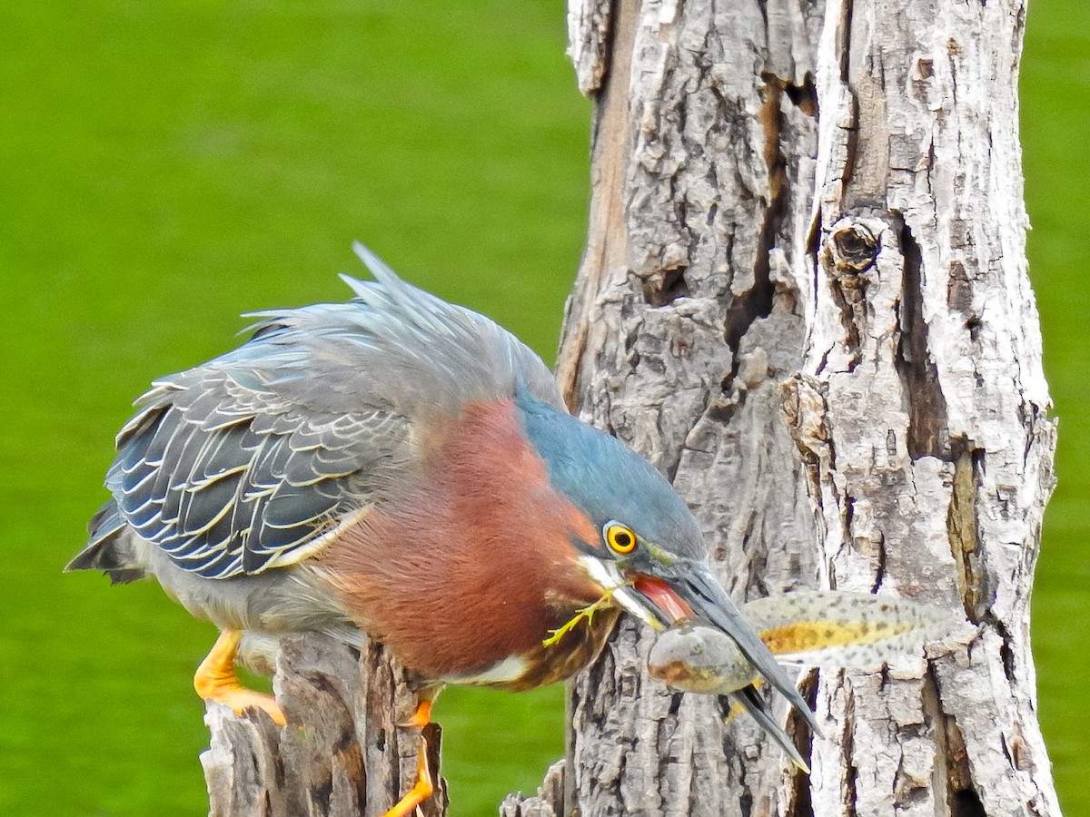 Green Heron - ML617672773