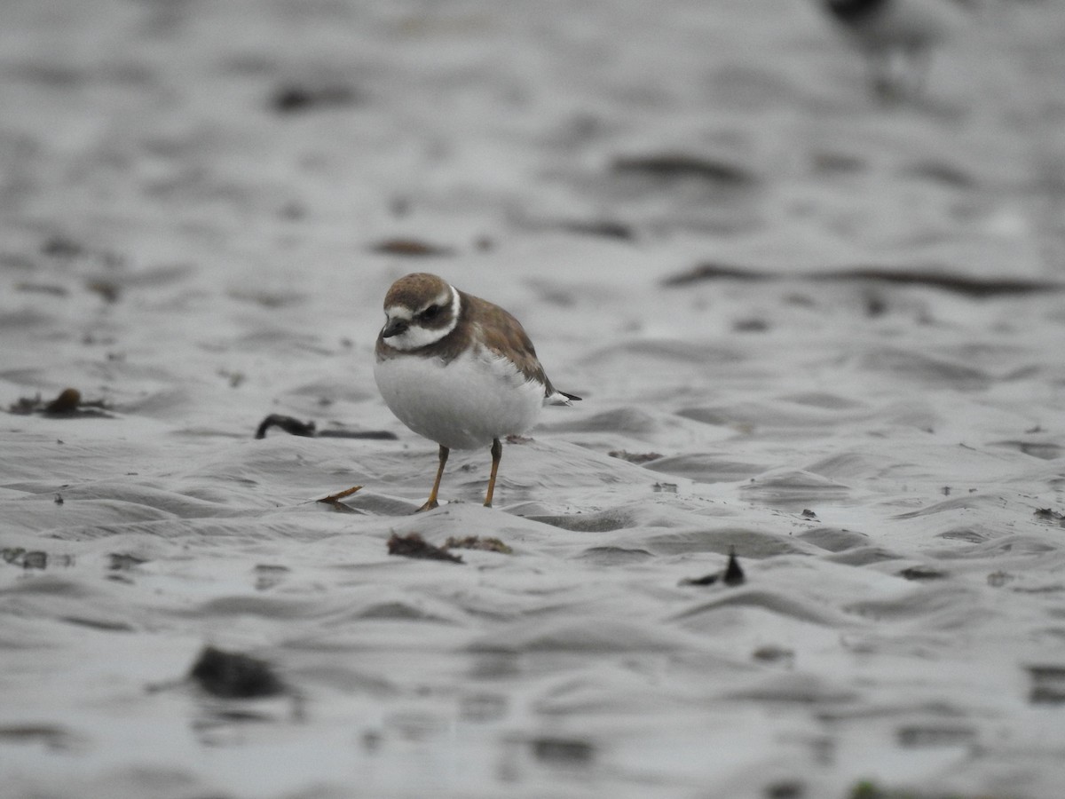 Semipalmated Plover - ML617672787