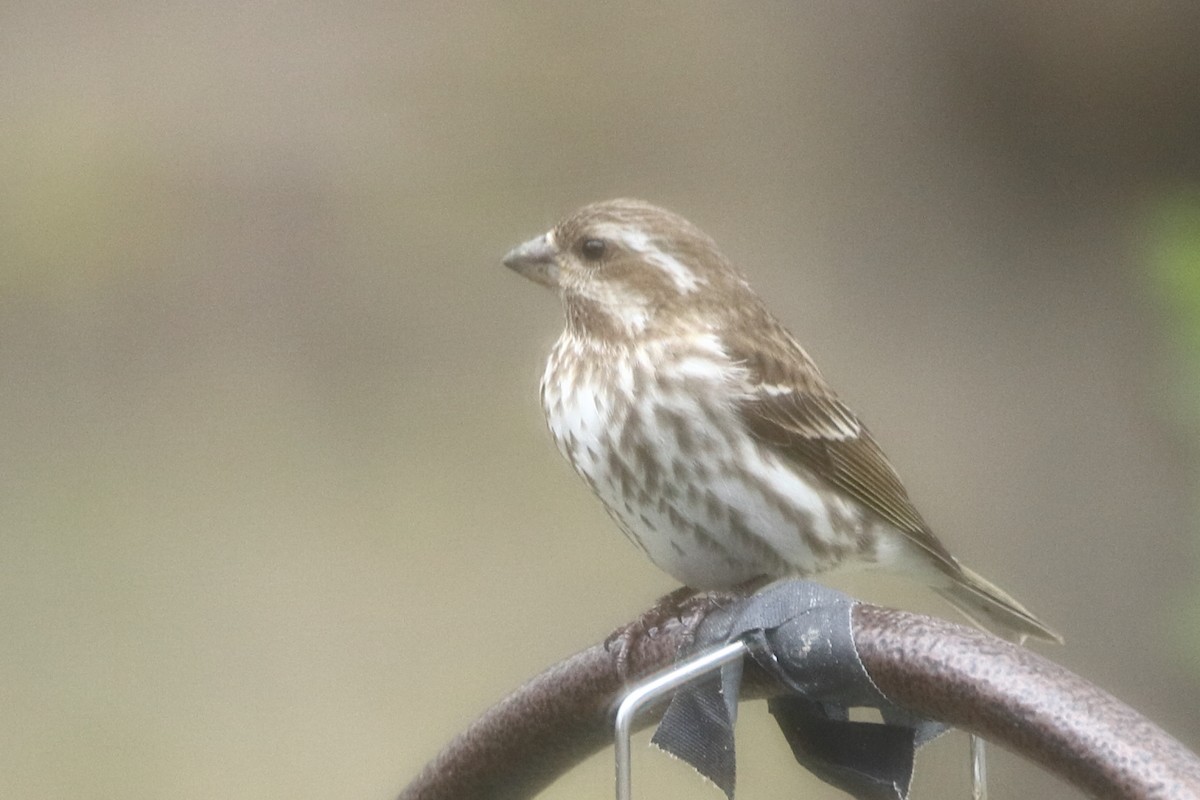 Purple Finch - ML617672827