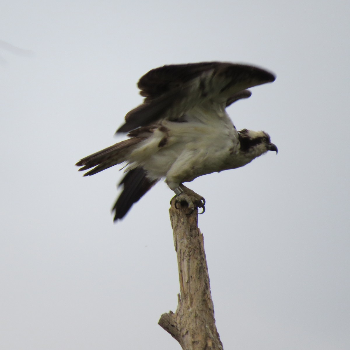 Osprey - Tom Eck