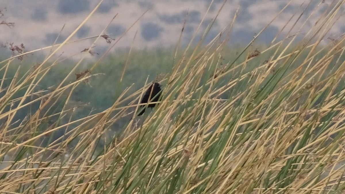 Yellow-winged Blackbird - ML617672852